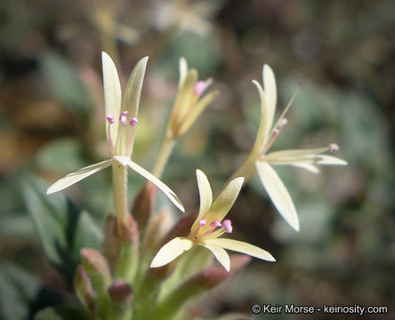 Image of yellow monardella