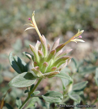 Image of yellow monardella