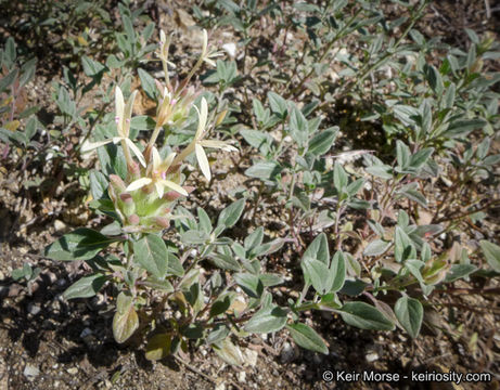 Image of yellow monardella