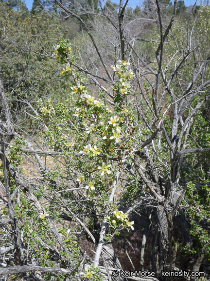 Image of <i>Purshia tridentata</i> var. <i>glandulosa</i>
