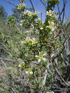 Image of <i>Purshia tridentata</i> var. <i>glandulosa</i>