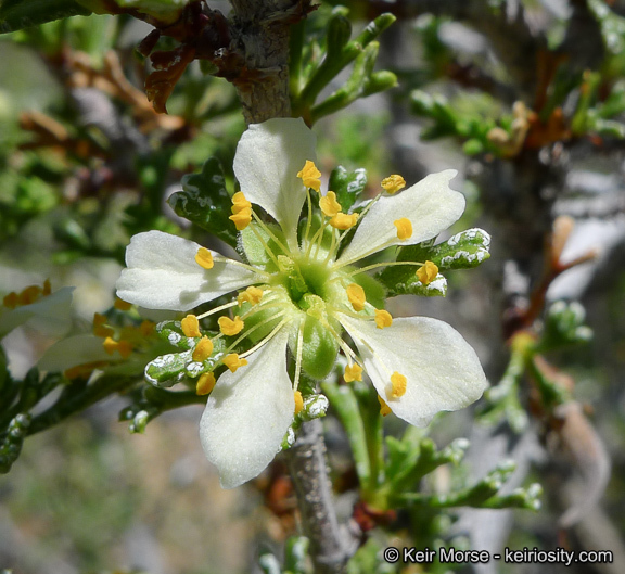 Plancia ëd <i>Purshia tridentata</i> var. <i>glandulosa</i>