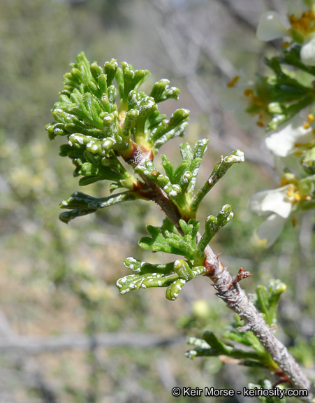 Plancia ëd <i>Purshia tridentata</i> var. <i>glandulosa</i>