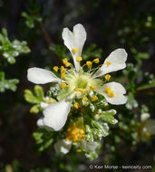 Plancia ëd <i>Purshia tridentata</i> var. <i>glandulosa</i>