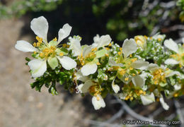 Image of <i>Purshia tridentata</i> var. <i>glandulosa</i>