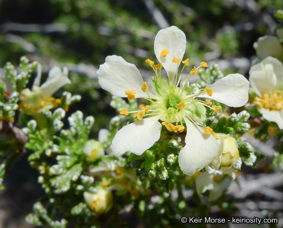 Plancia ëd <i>Purshia tridentata</i> var. <i>glandulosa</i>