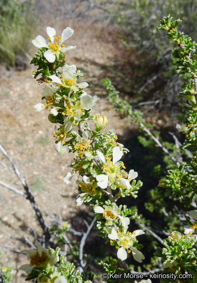 Image of <i>Purshia tridentata</i> var. <i>glandulosa</i>