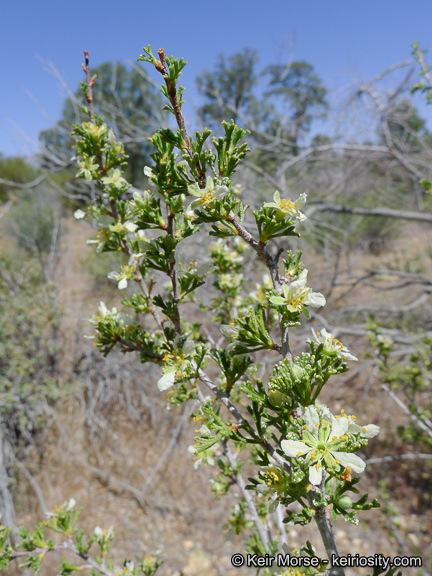 Image of <i>Purshia tridentata</i> var. <i>glandulosa</i>