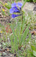 Image of sticky polemonium