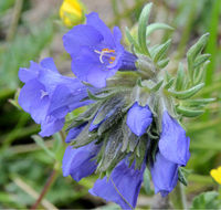 Слика од Polemonium viscosum Nutt.