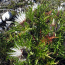 Image of Carlina acaulis subsp. caulescens (Lam.) Schübl. & G. Martens