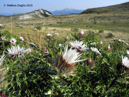 Image of Carlina acaulis subsp. caulescens (Lam.) Schübl. & G. Martens