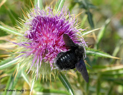 Image of Carpenter bee