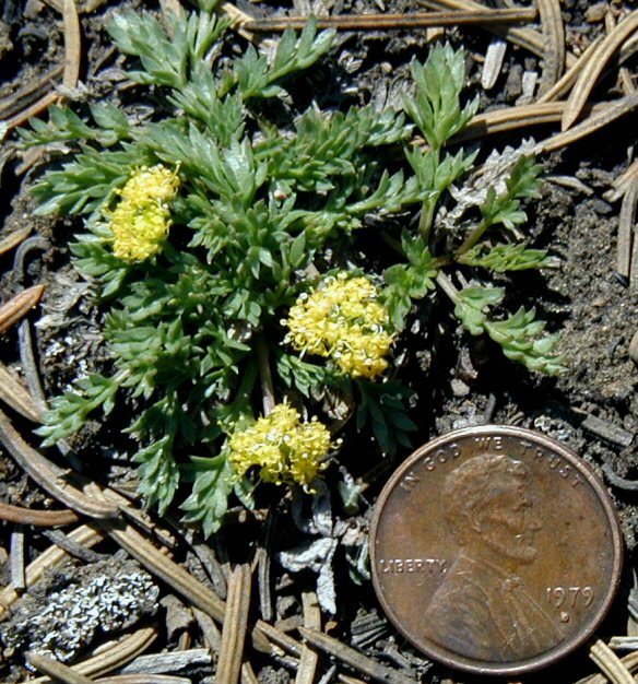 Image of <i>Cymopterus alpinus</i>