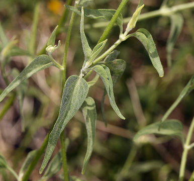 Pericome caudata A. Gray resmi