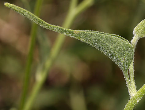 Pericome caudata A. Gray resmi