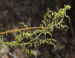 Image of tarragon