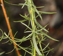 Image of tarragon