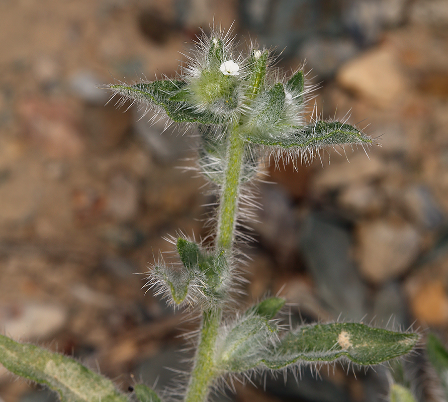 Слика од Plagiobothrys jonesii A. Gray