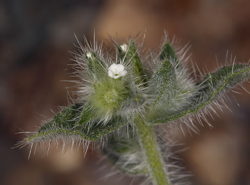 Слика од Plagiobothrys jonesii A. Gray