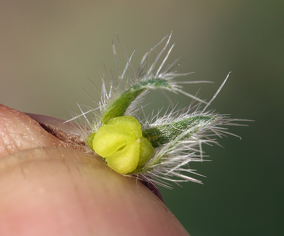 Слика од Plagiobothrys jonesii A. Gray