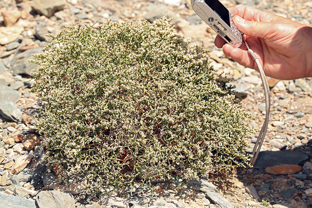 Image of Heermann's buckwheat