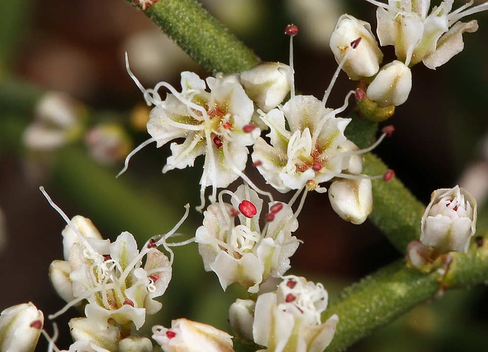 Image of Heermann's buckwheat