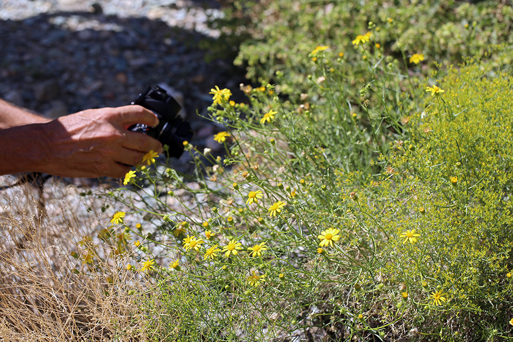 Image of broom-like ragwort