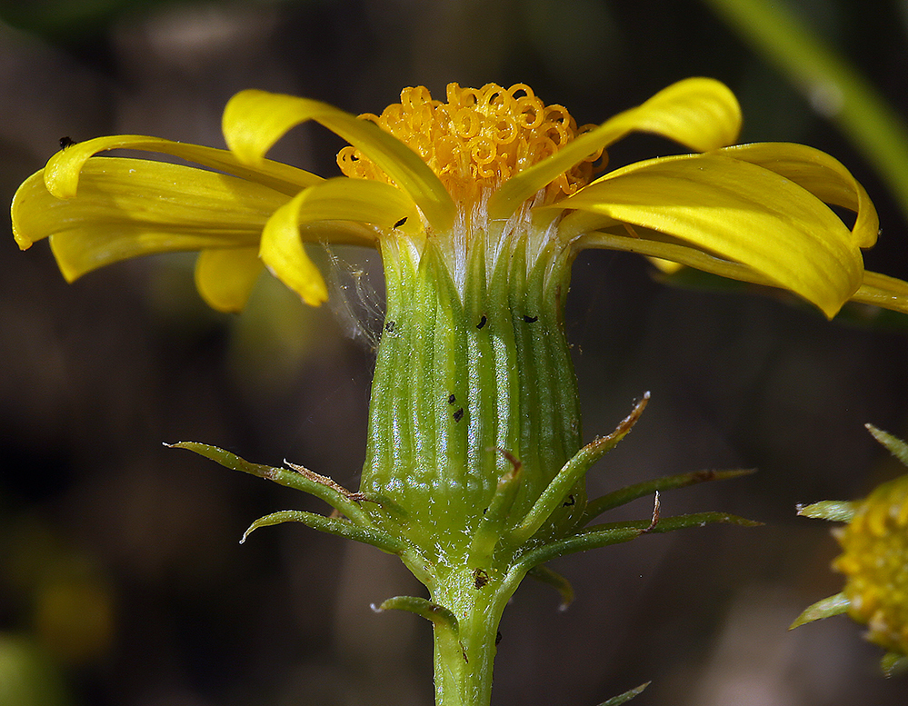 Image of broom-like ragwort