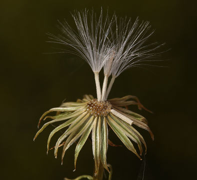 Слика од Senecio spartioides Torr. & A. Gray