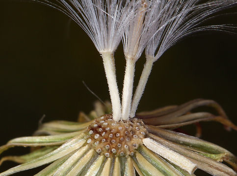 Слика од Senecio spartioides Torr. & A. Gray