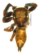 Image of Anarrhotus
