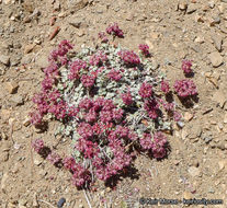 Image of alpine sulphur-flower buckwheat