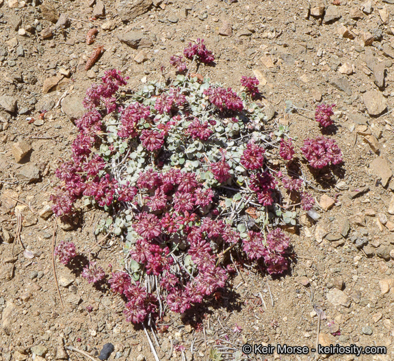 Image of alpine sulphur-flower buckwheat