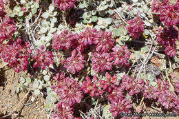 Image of alpine sulphur-flower buckwheat