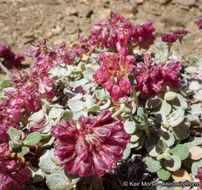 Image of alpine sulphur-flower buckwheat