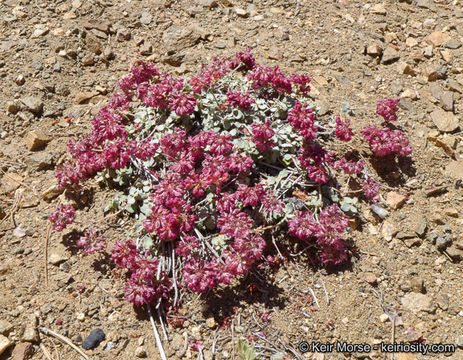 Image of alpine sulphur-flower buckwheat