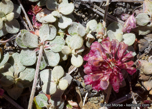 Image of alpine sulphur-flower buckwheat