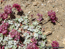 Image of alpine sulphur-flower buckwheat