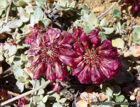 Image of alpine sulphur-flower buckwheat