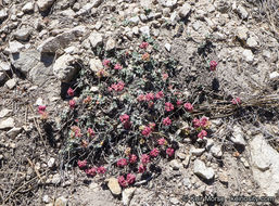 Imagem de Eriogonum umbellatum var. minus I M. Johnst.