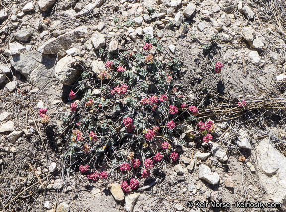 Image of alpine sulphur-flower buckwheat