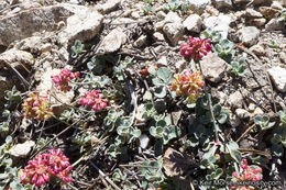 Imagem de Eriogonum umbellatum var. minus I M. Johnst.