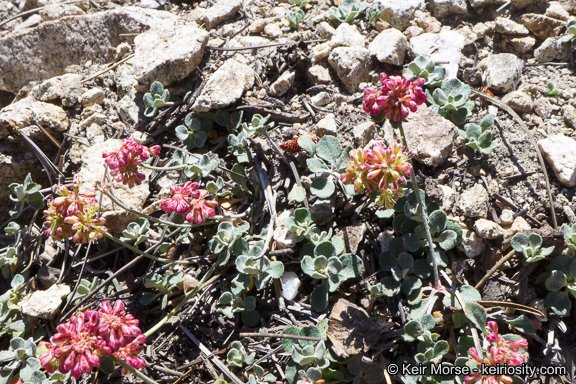 Imagem de Eriogonum umbellatum var. minus I M. Johnst.