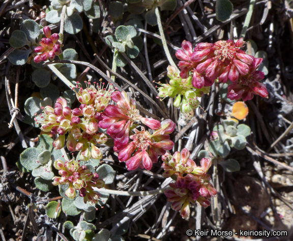 Image of alpine sulphur-flower buckwheat