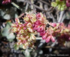 Image of alpine sulphur-flower buckwheat