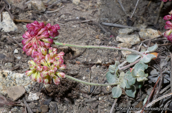 Image of alpine sulphur-flower buckwheat