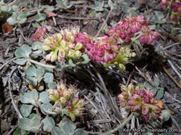 Image of alpine sulphur-flower buckwheat