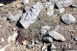 Image of alpine sulphur-flower buckwheat