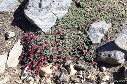 Image of alpine sulphur-flower buckwheat